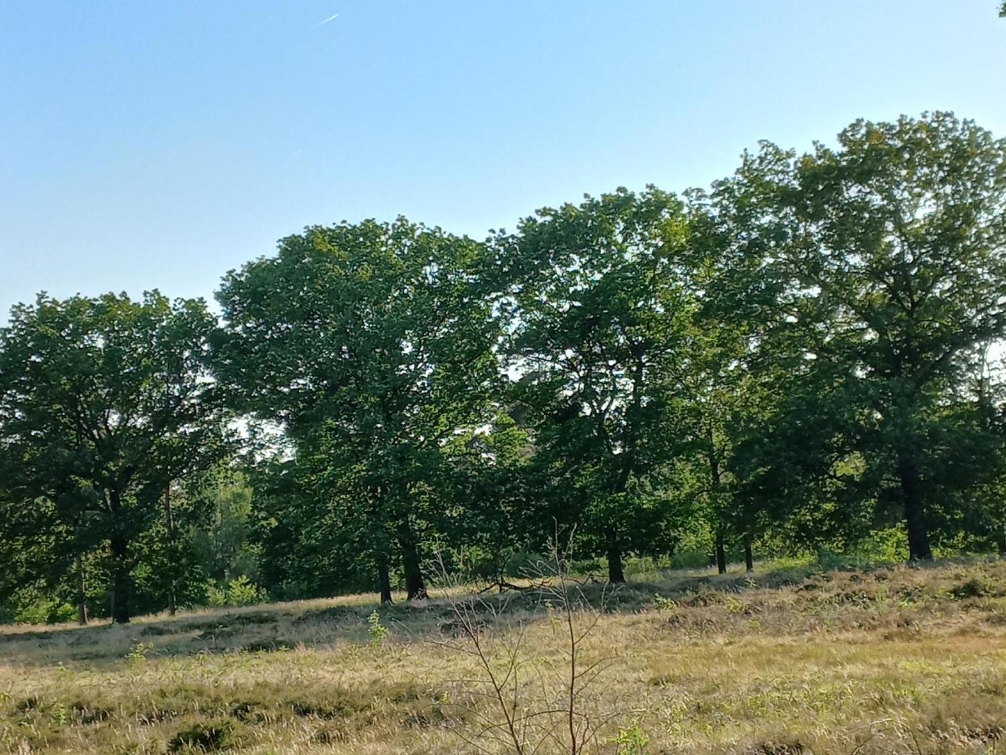 Vila Vogelzang Hattemerbroek Pokoj fotografie